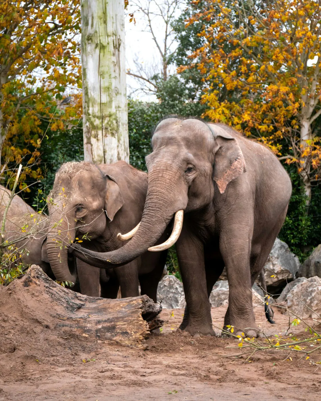 Two elephants, one with tusks, grazing