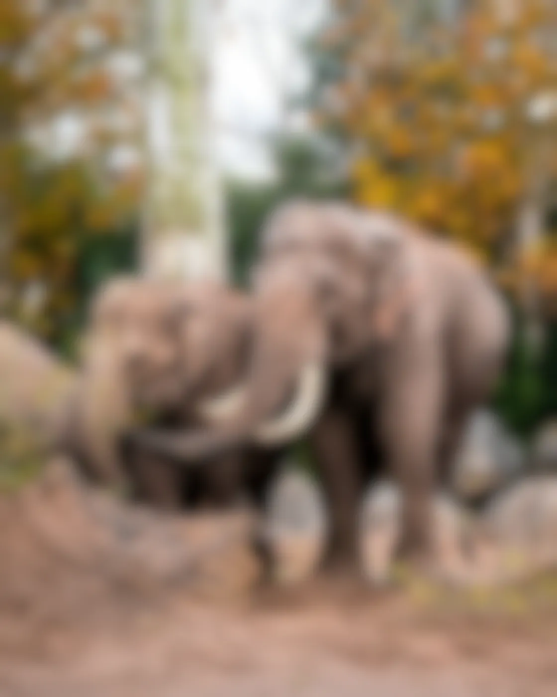Two elephants, one with tusks, grazing