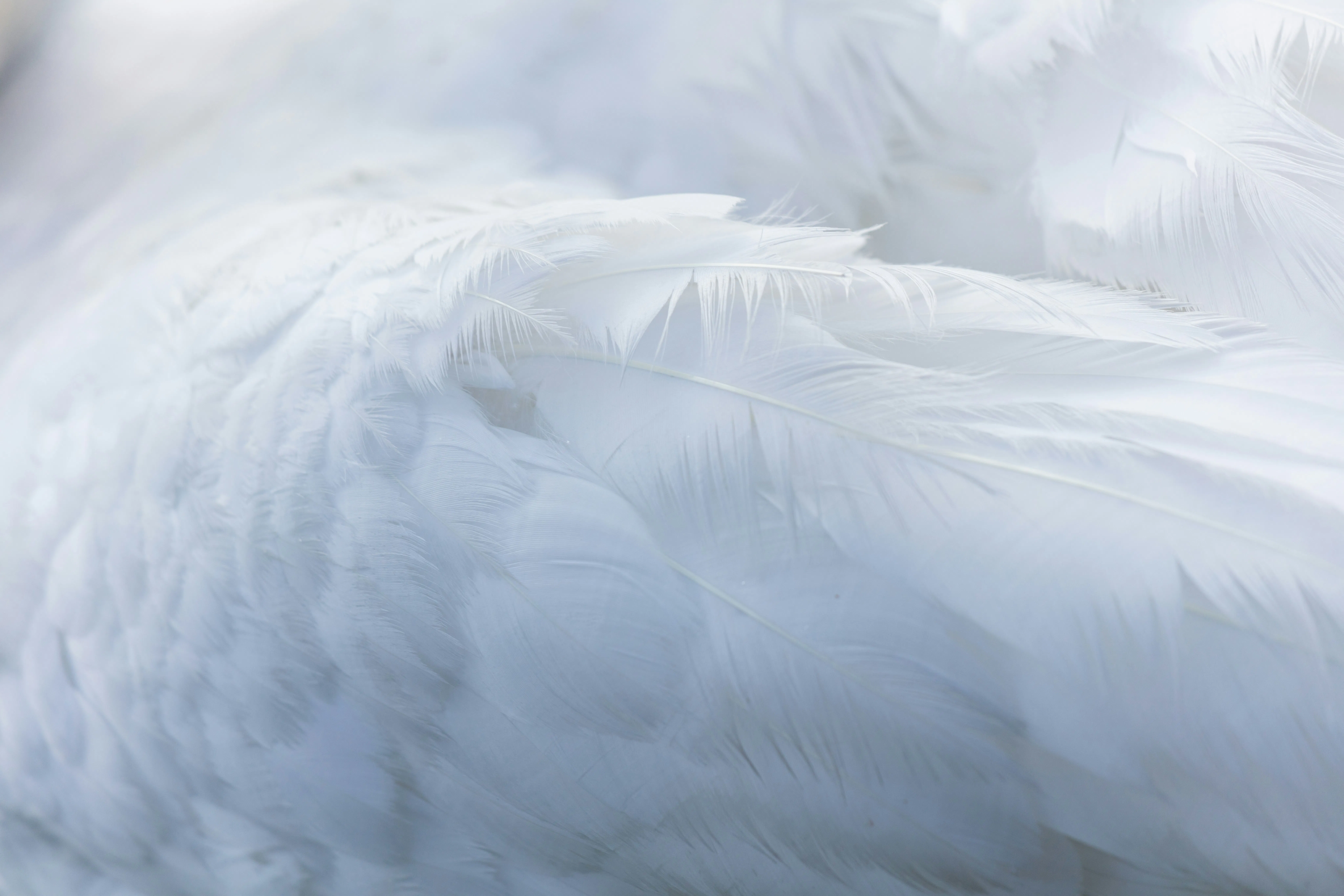 close up picture of a white dove