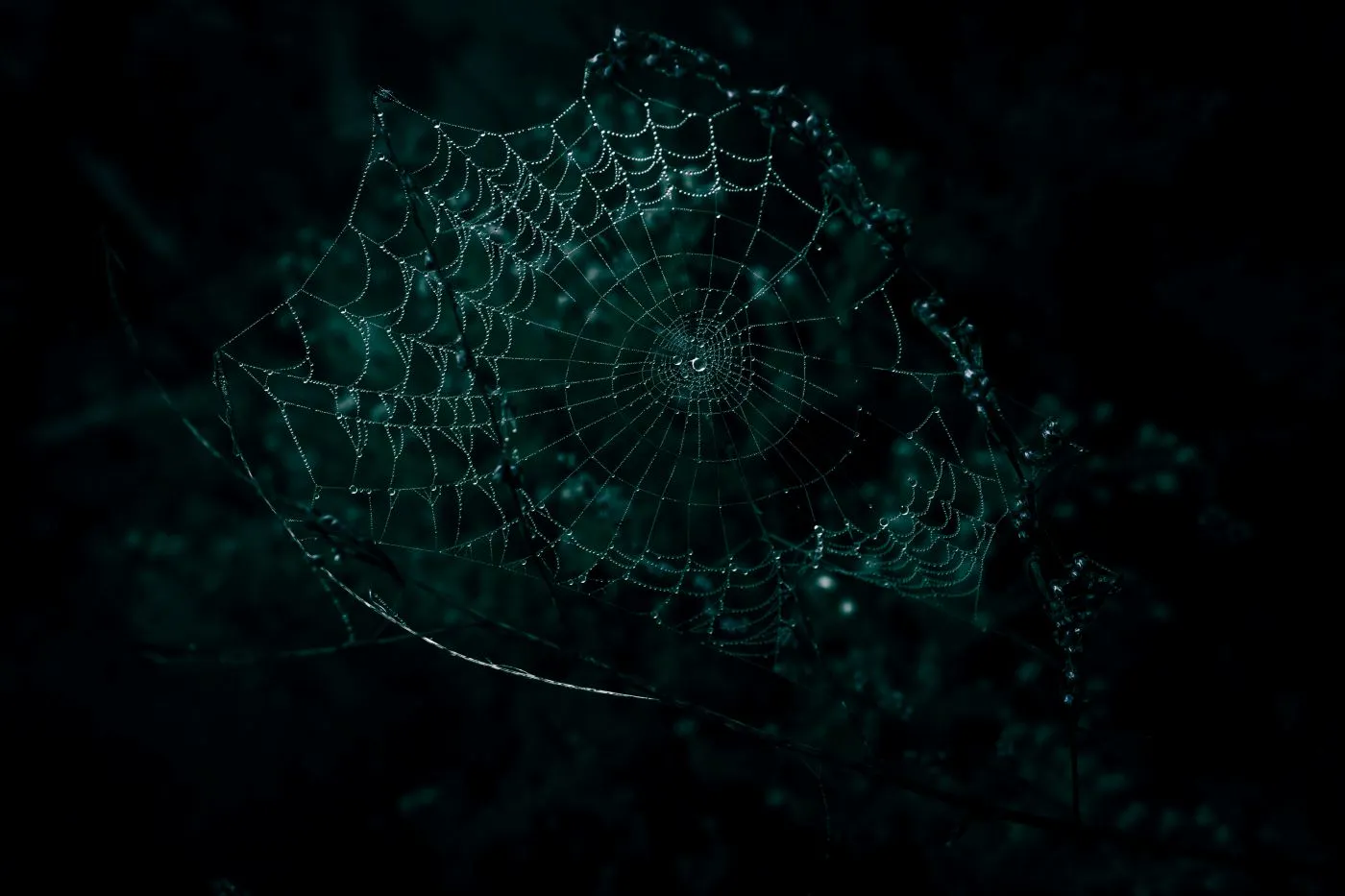 A spider's web covered in dew