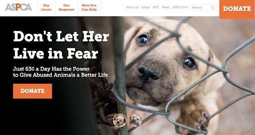 sad puppy behind chain link fence