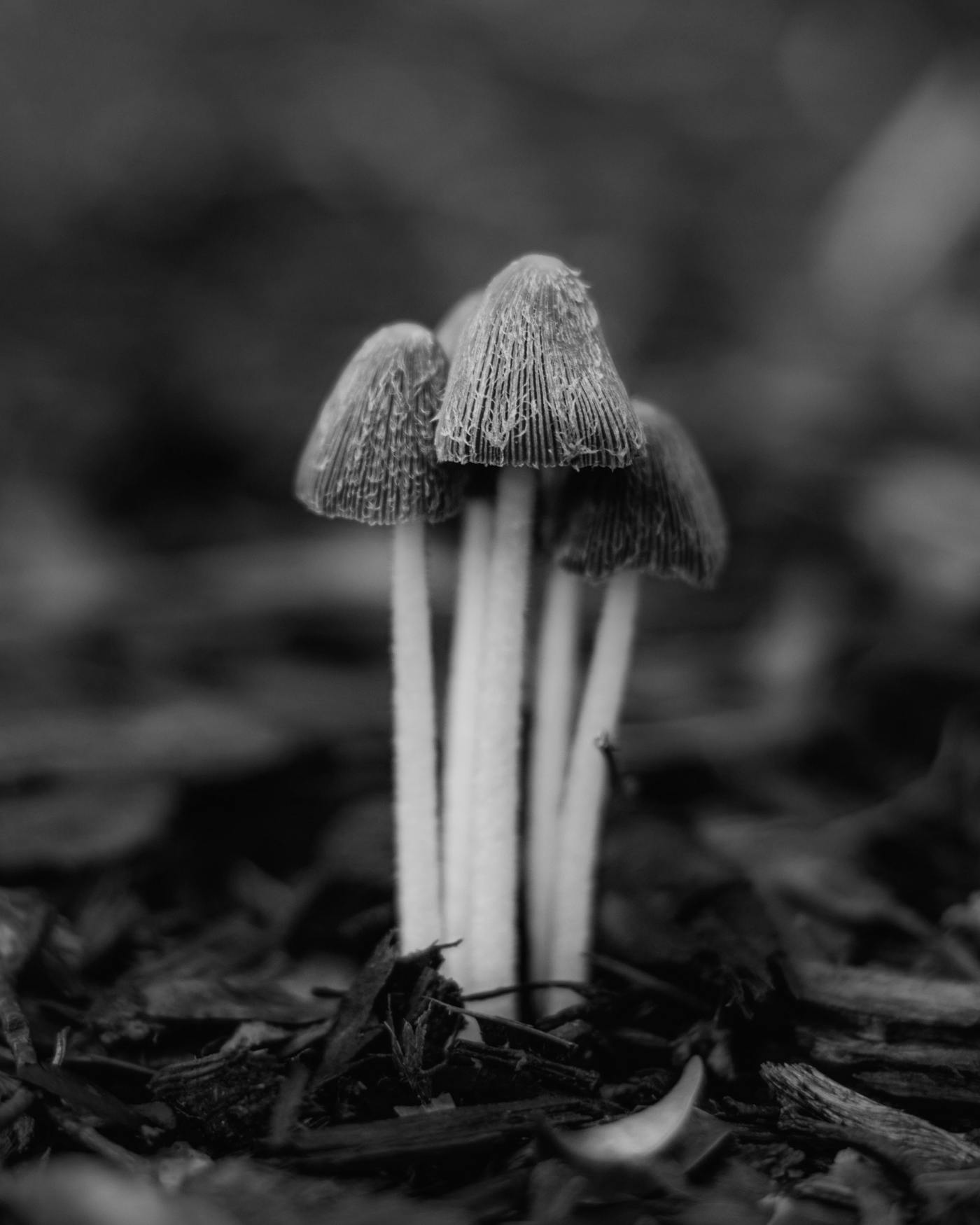 Four mushrooms on the forest floor