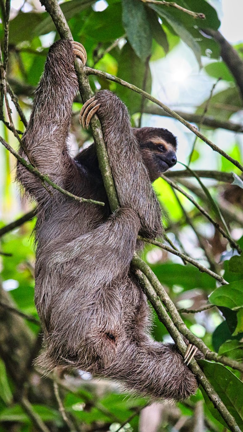 a 3-toed sloth in a tree