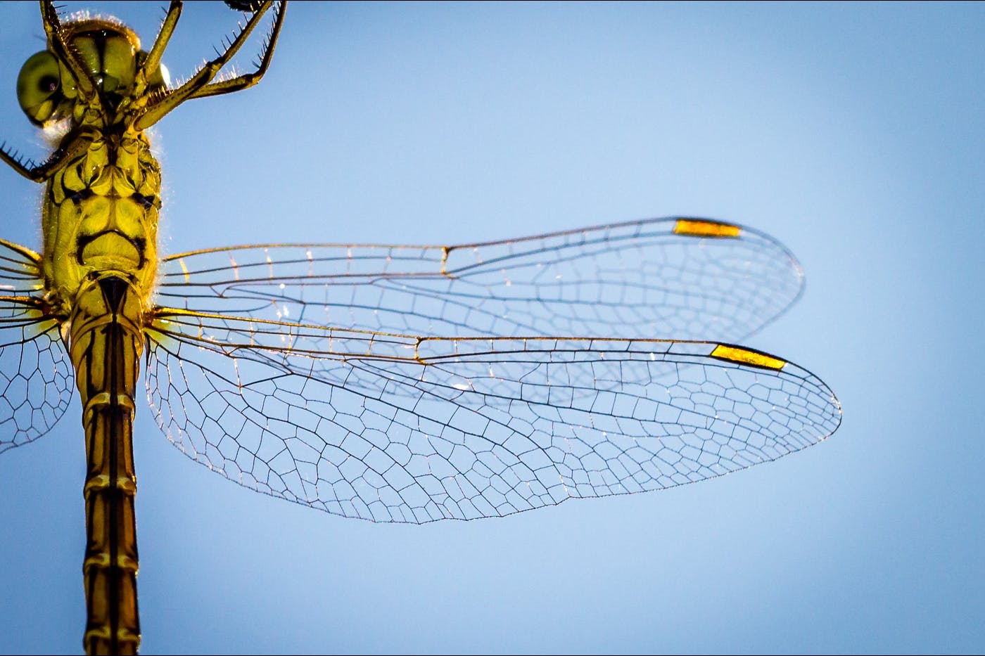 a close up of a dragon fly and its segmented wing
