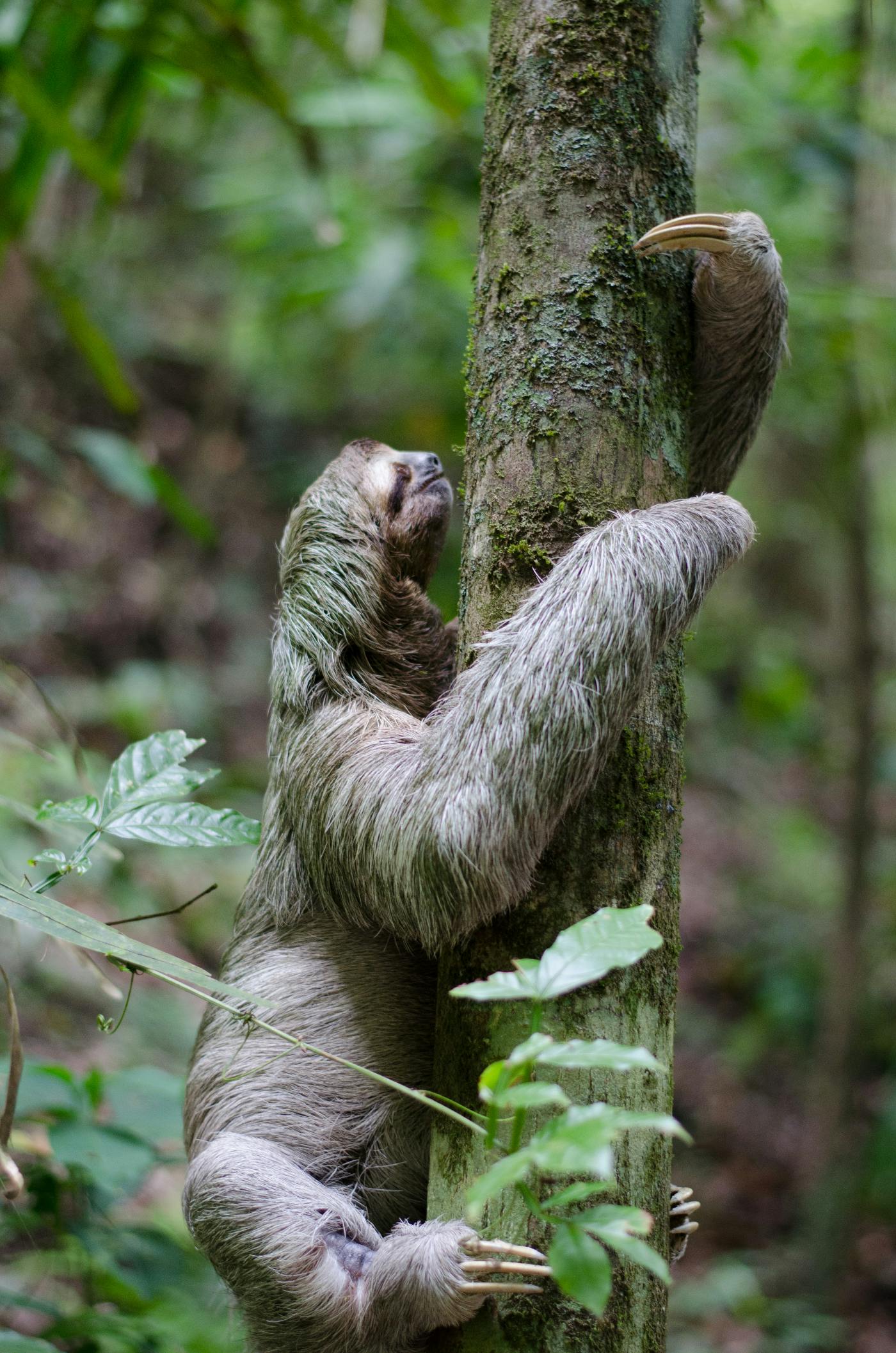 Sloth climbing a tree.