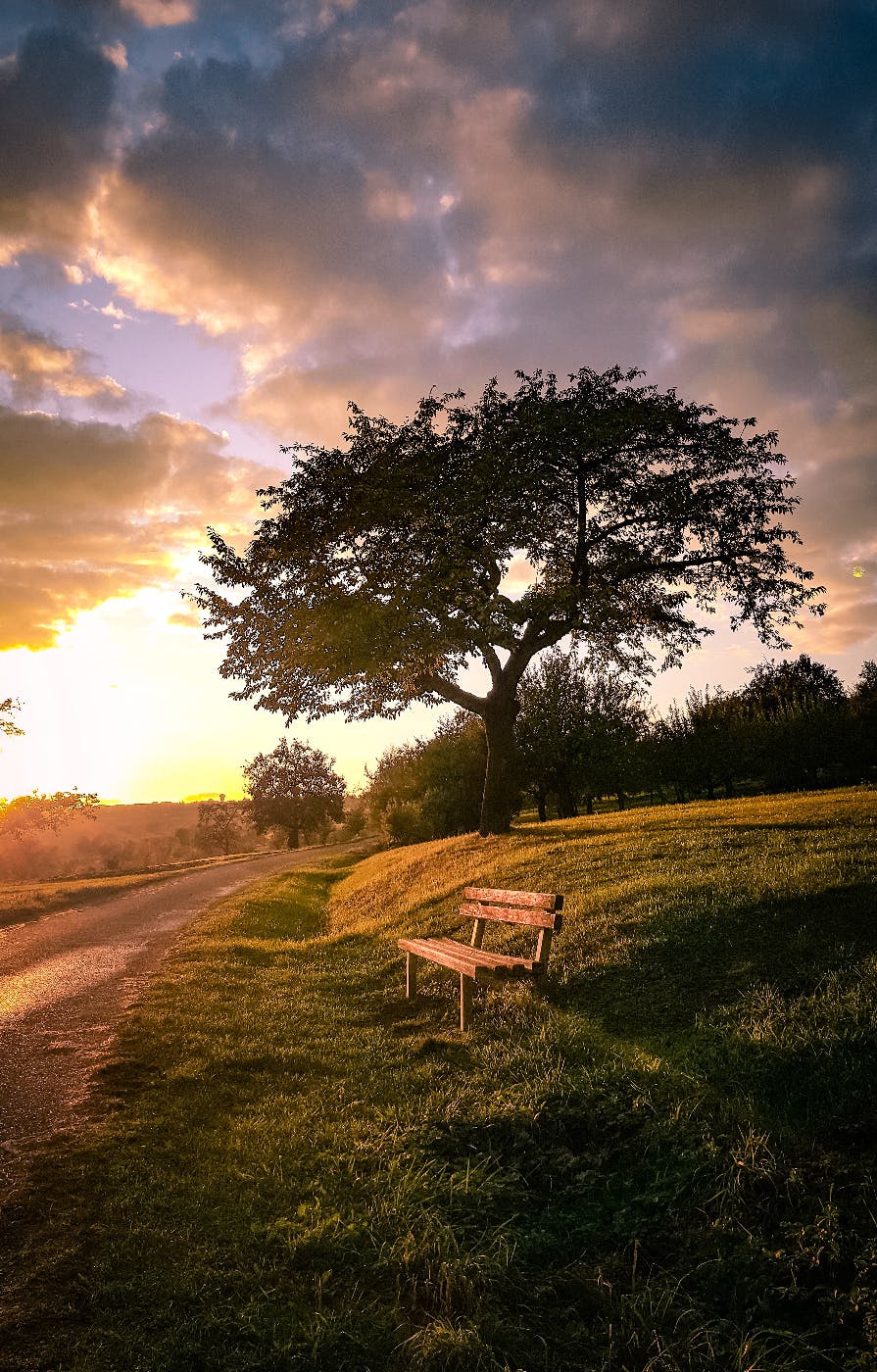 A beautiful landscape with a path, a tree and a bench