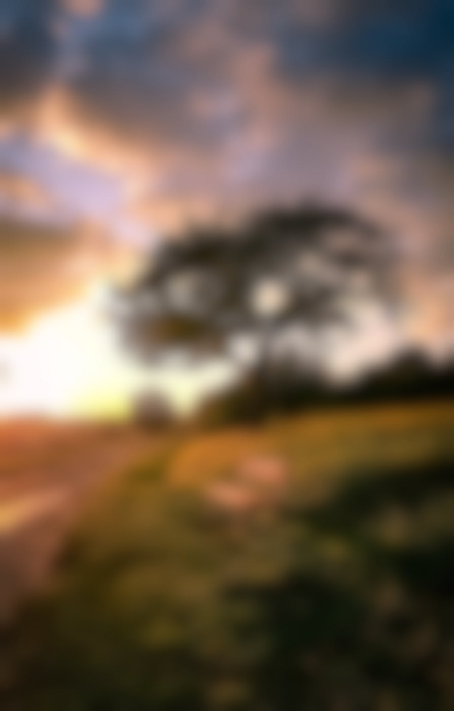 A beautiful landscape with a path, a tree and a bench