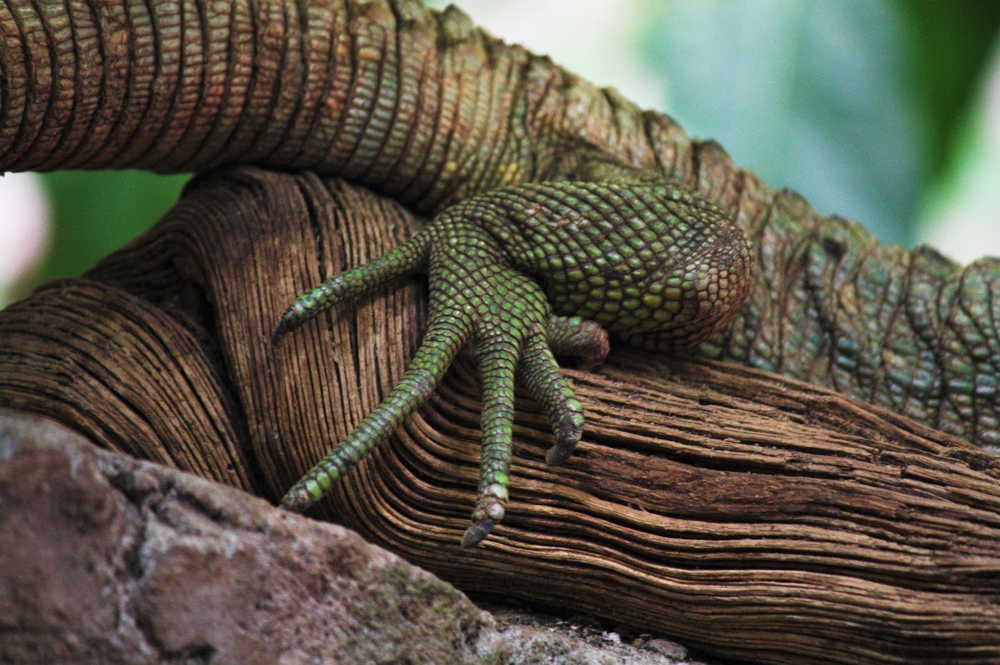 A liazard on a twsited limb of wood