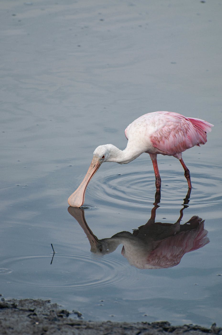 a spoonbill stork reflected in a pool of water