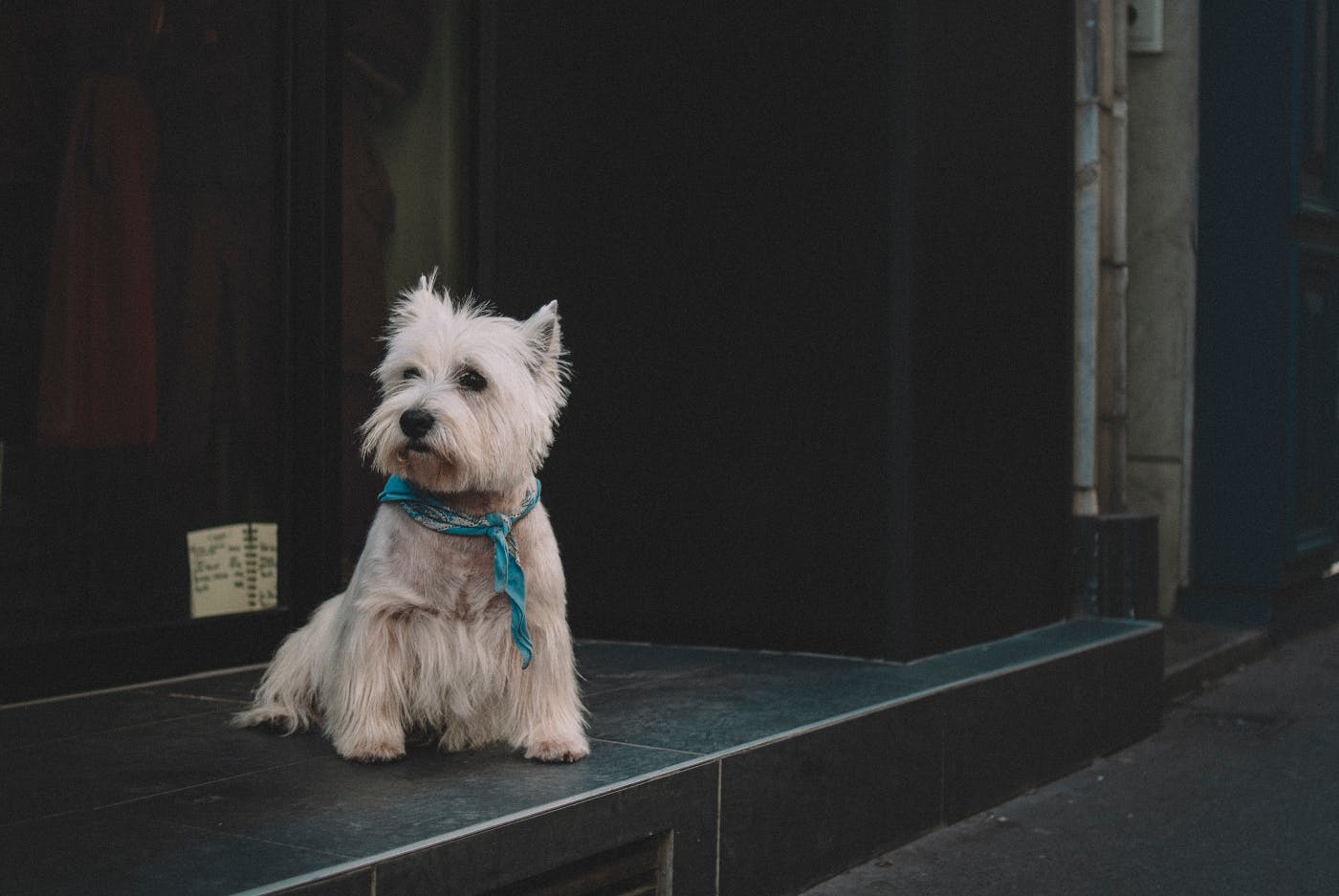a small white dog with a blue neck kerchief sitting on a step waiting for its owner