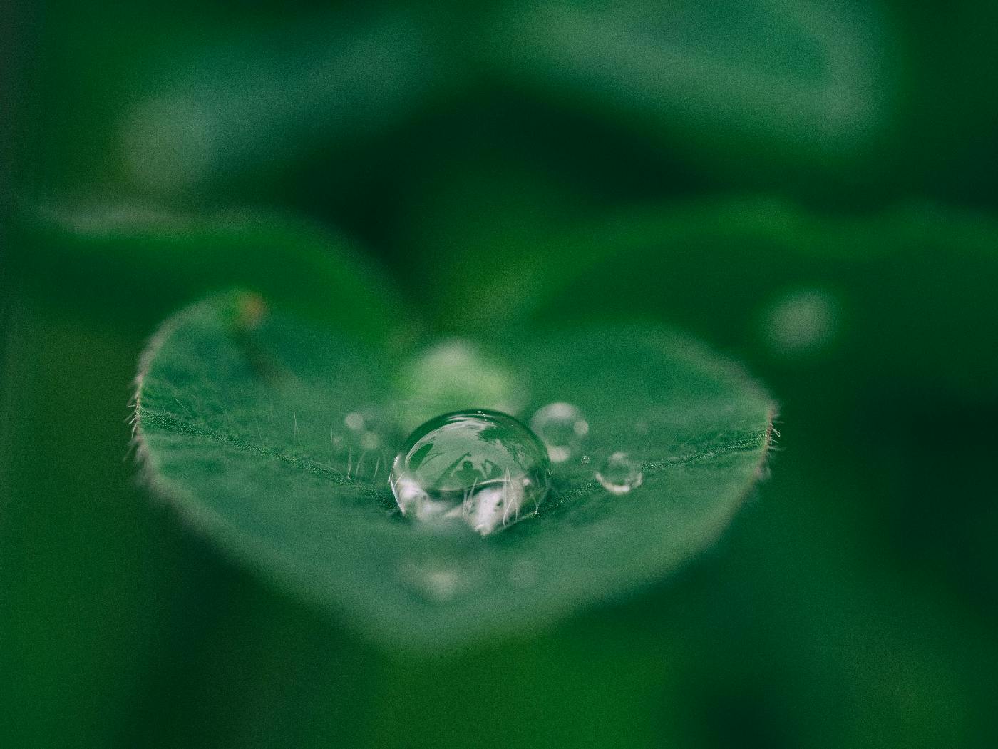 A green leaf with a water droplet on it