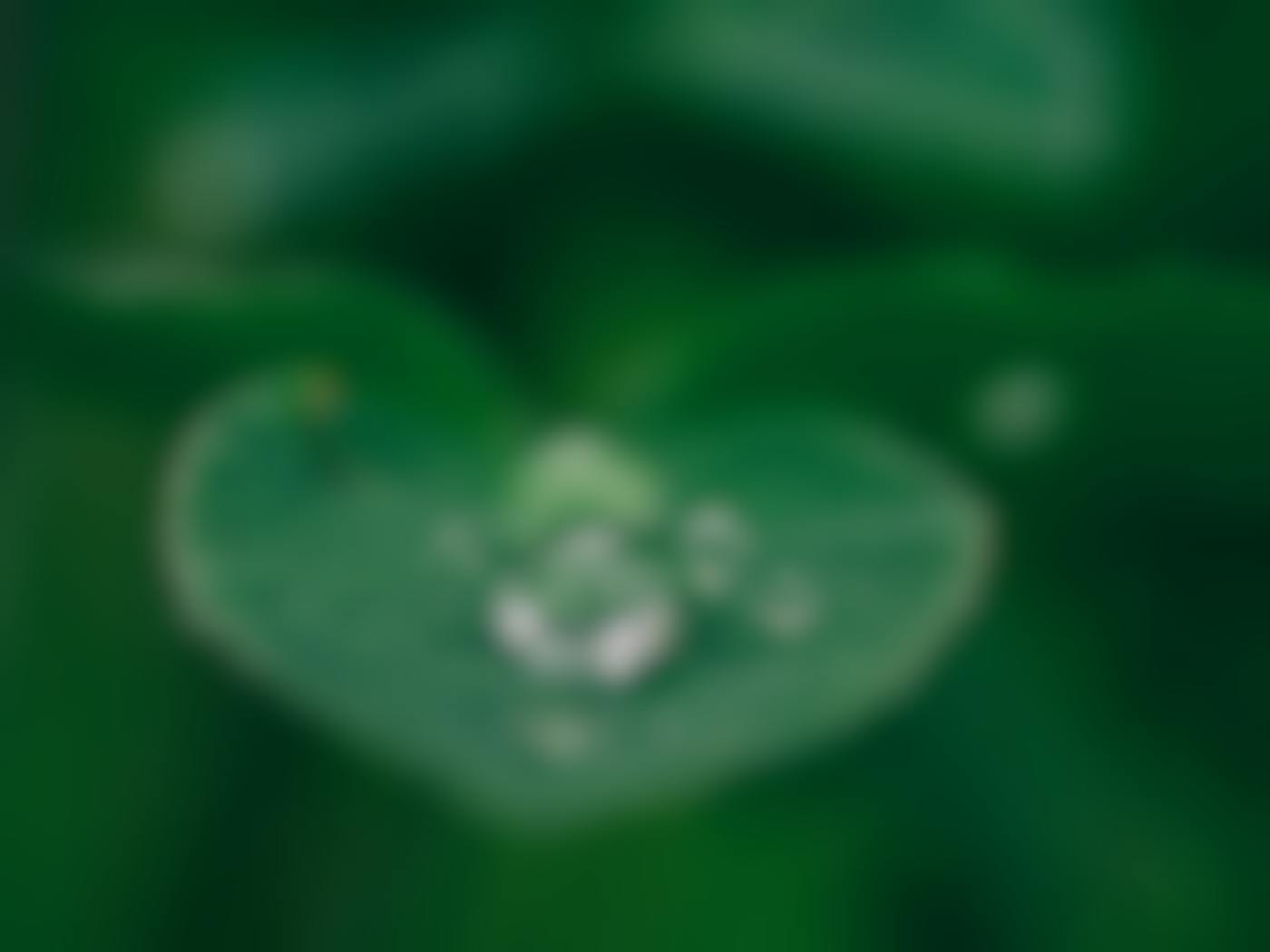 A green leaf with a water droplet on it