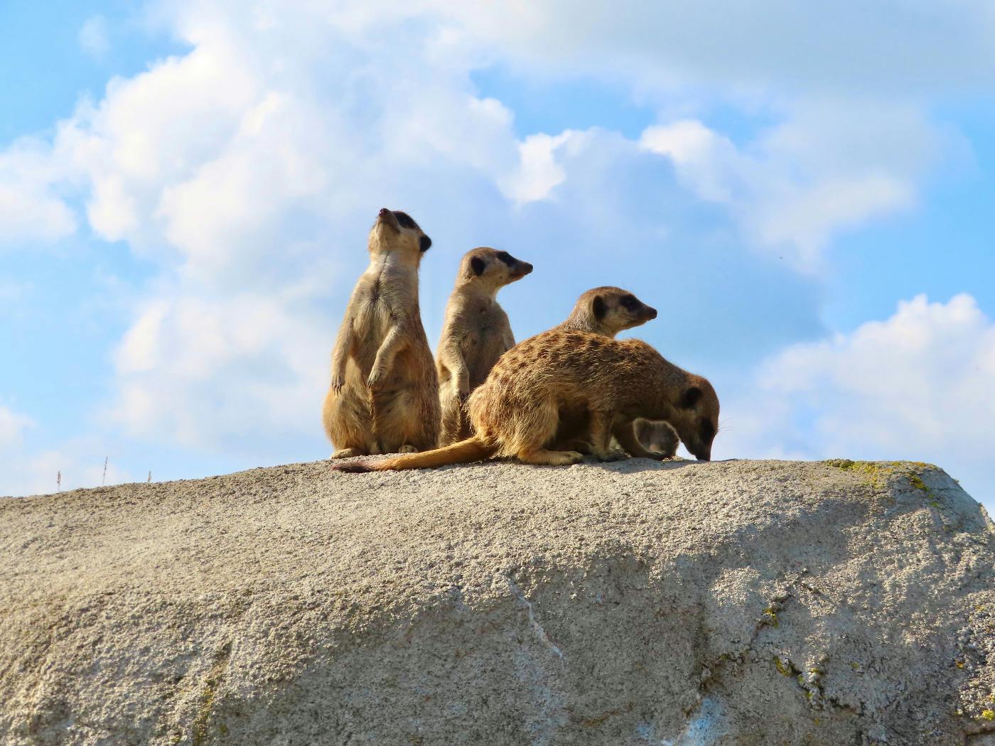 a pack of Meerkats