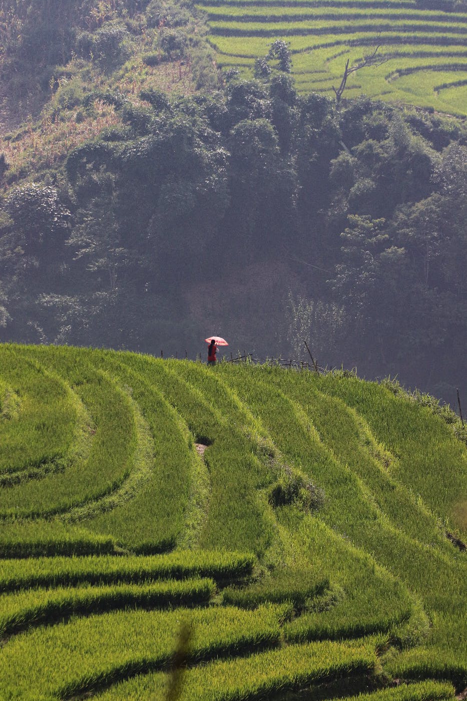 rice field terraces with someone holding a pink umbrella