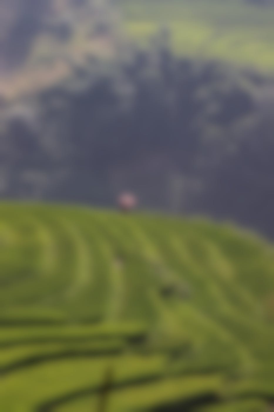 rice field terraces with someone holding a pink umbrella