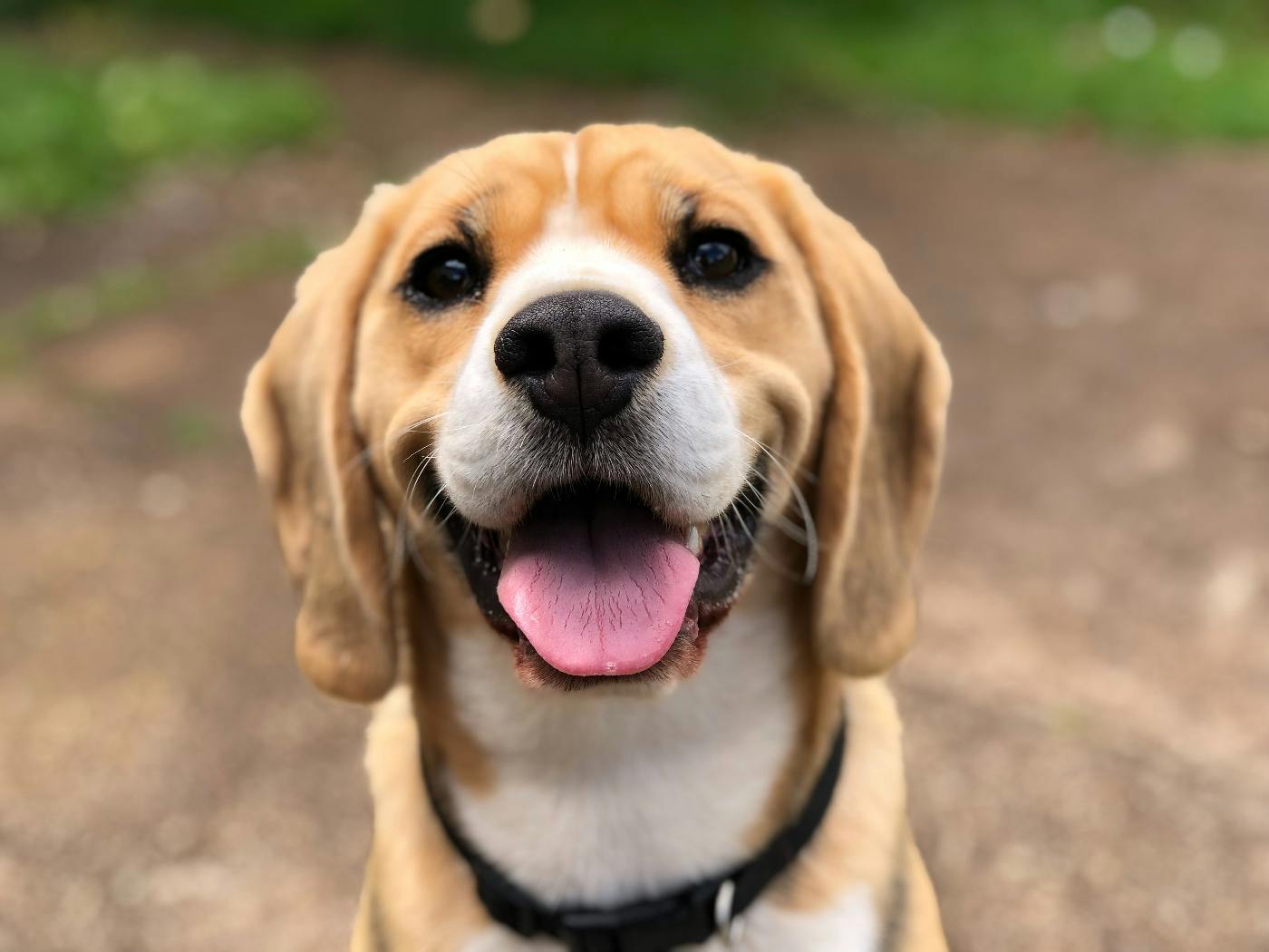 A dog smiling at the camera