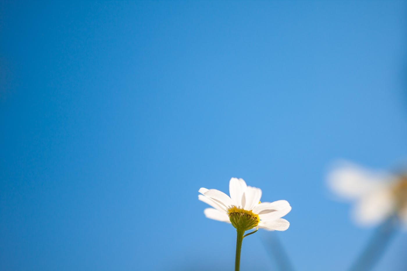 a single daisy against a clear blue sky