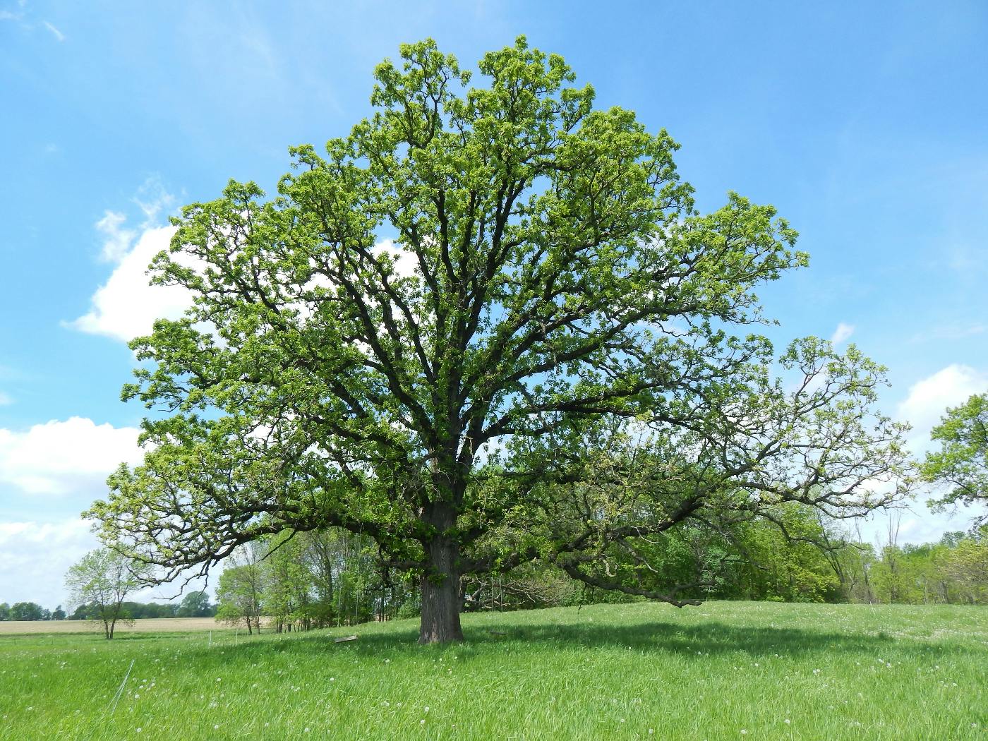 An oak tree in a field