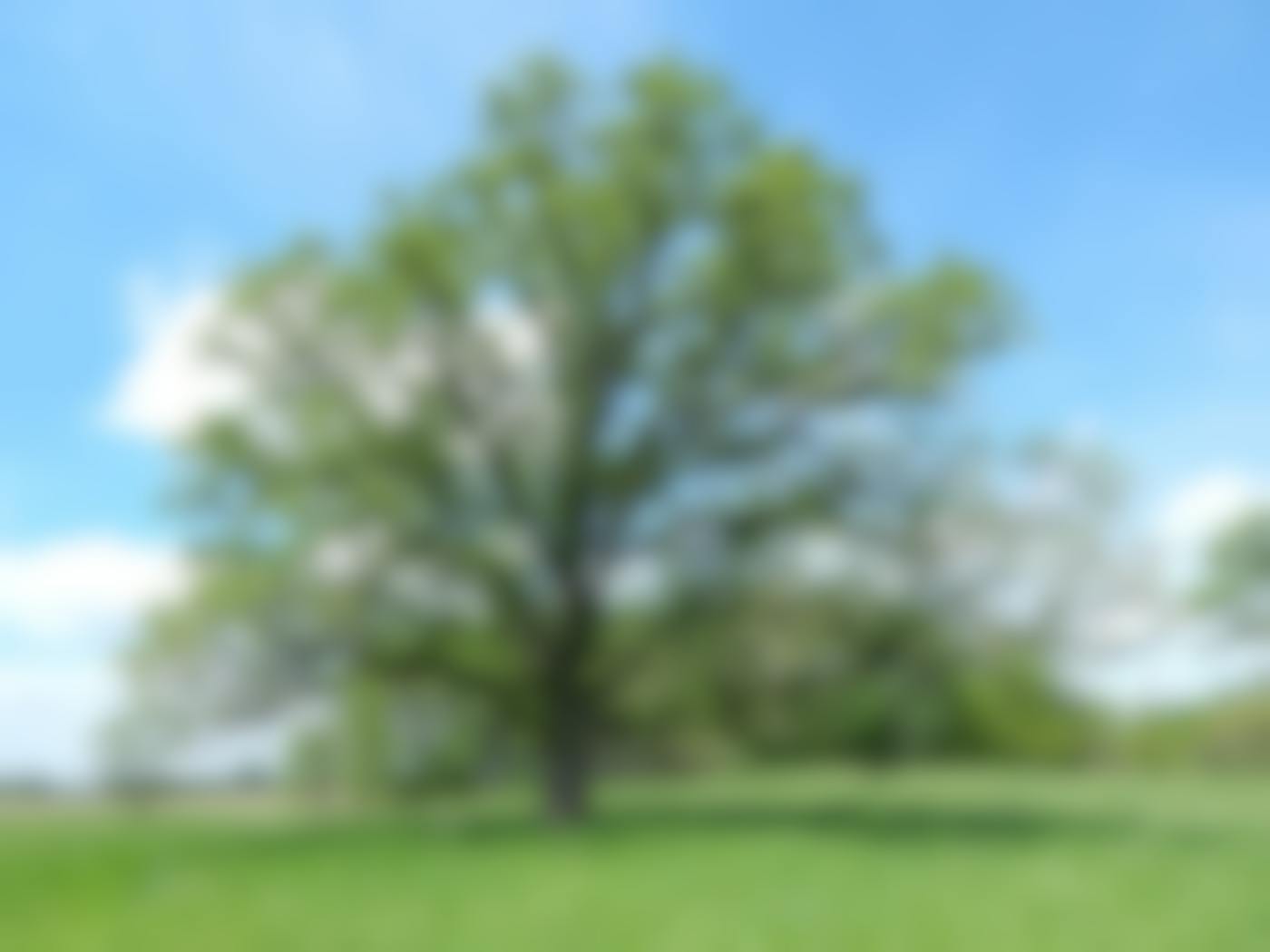 An oak tree in a field