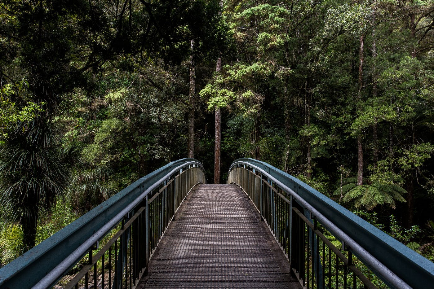 The arch of a footbridge disapprearing into the trees