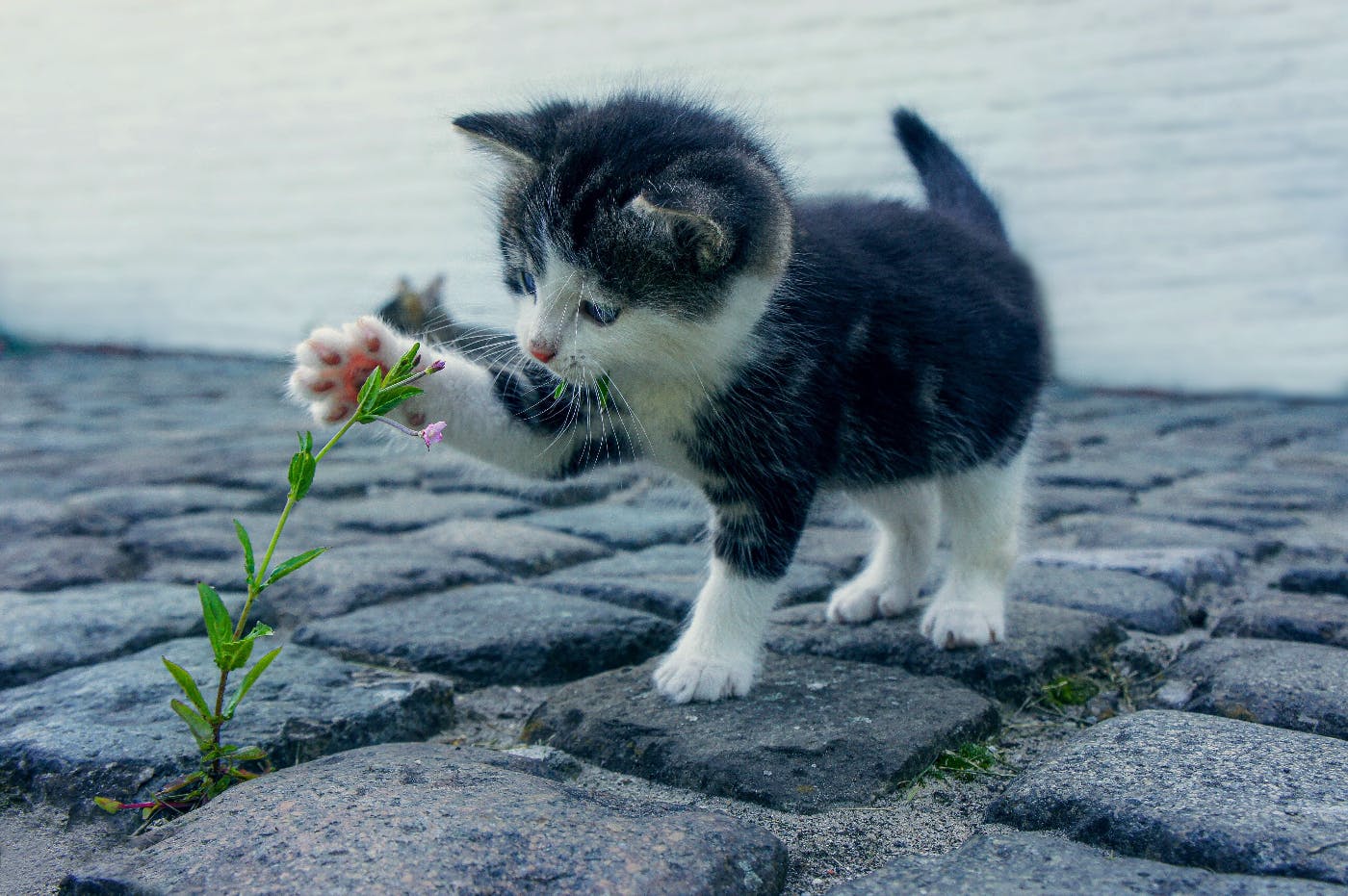 A kitten playing with a weed growing from the cracks on a stone sidewalk.