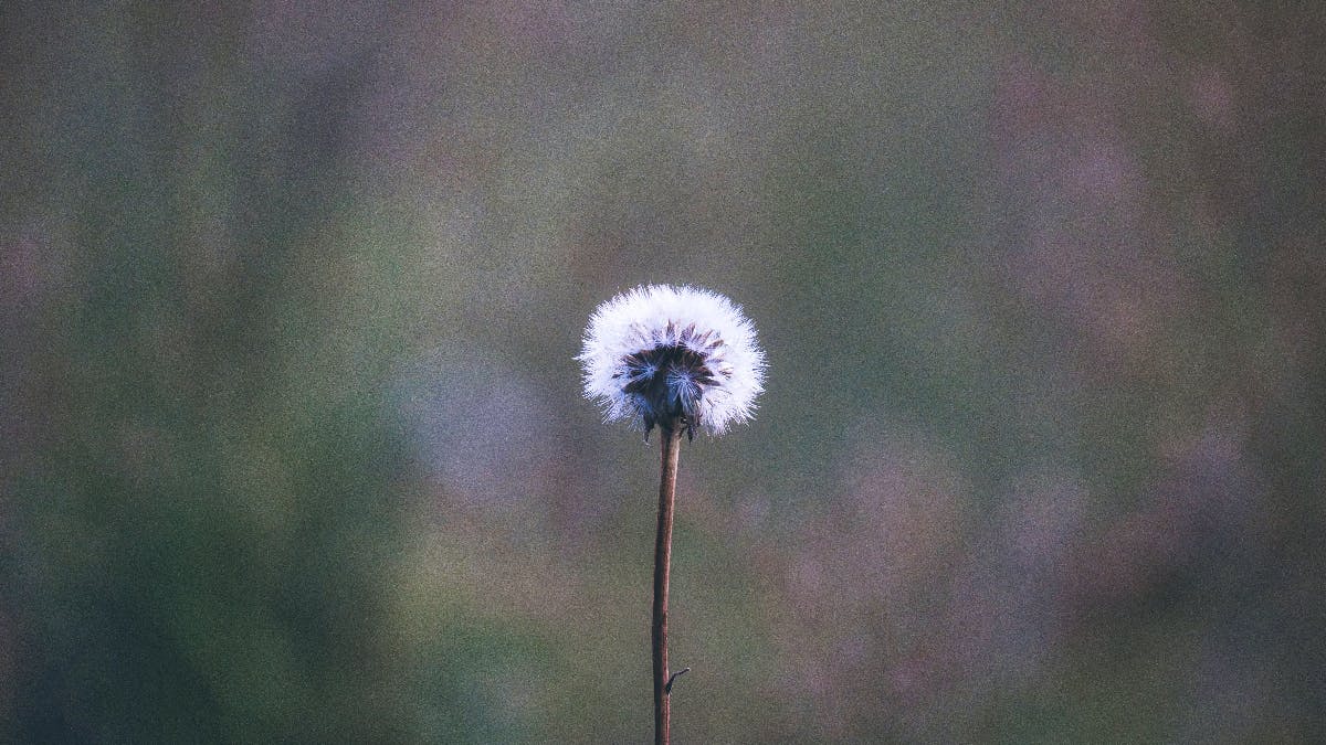 a single dandelion, gone to seed, alone in a field