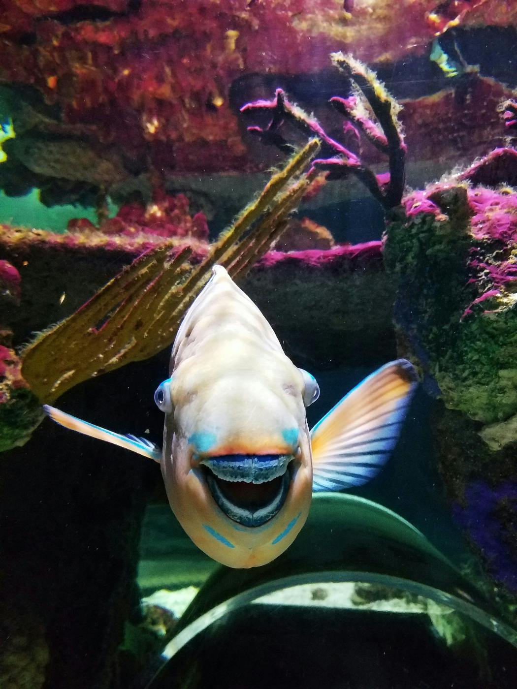 A parrot fish looking at the camera
