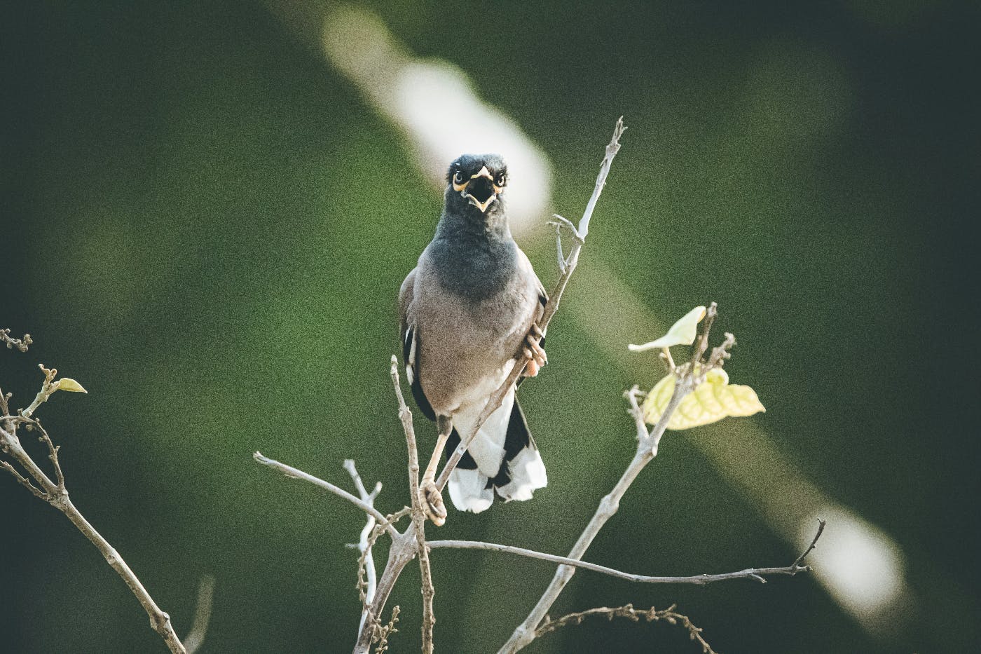 A bird on a branch singing
