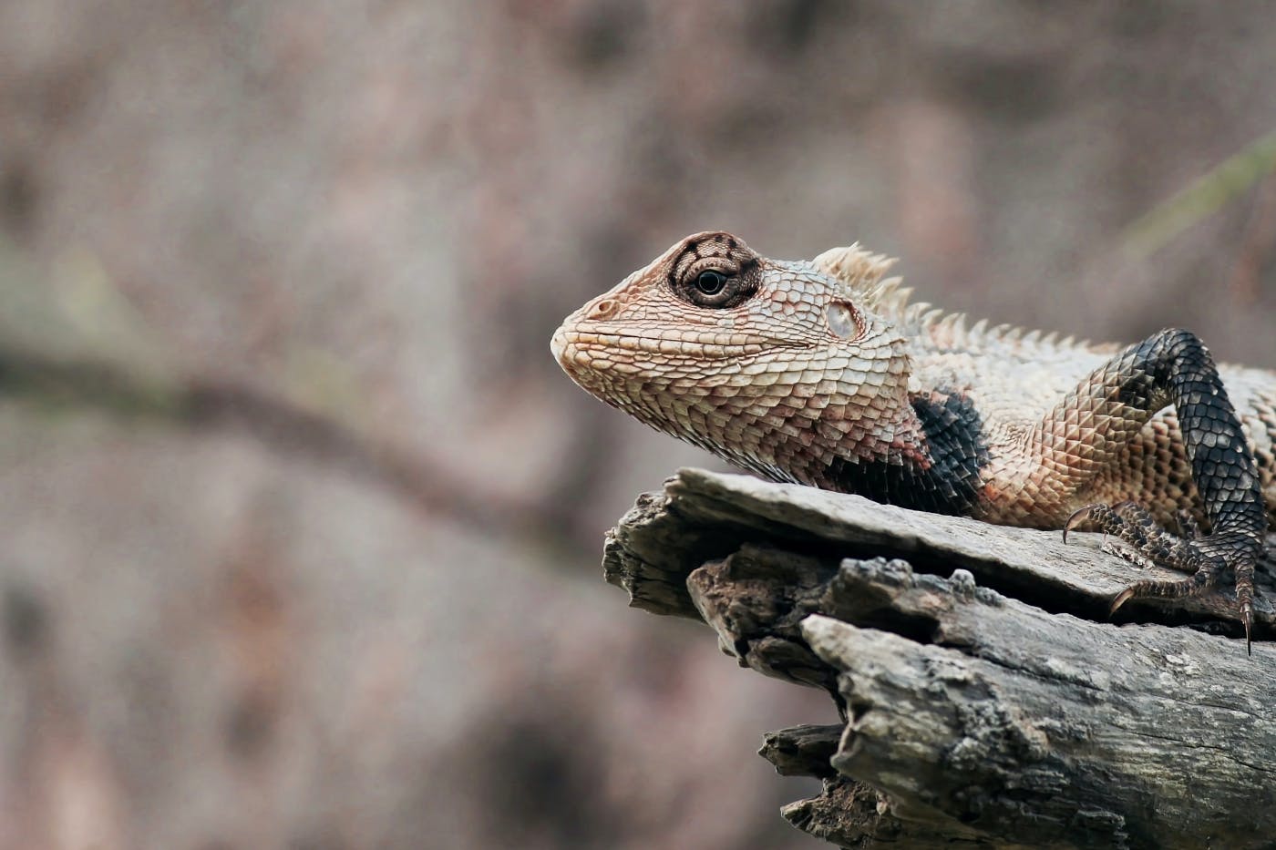 A brown and black lizard on a branch