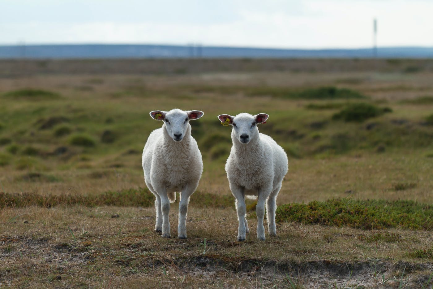 Two seemingly identical sheep