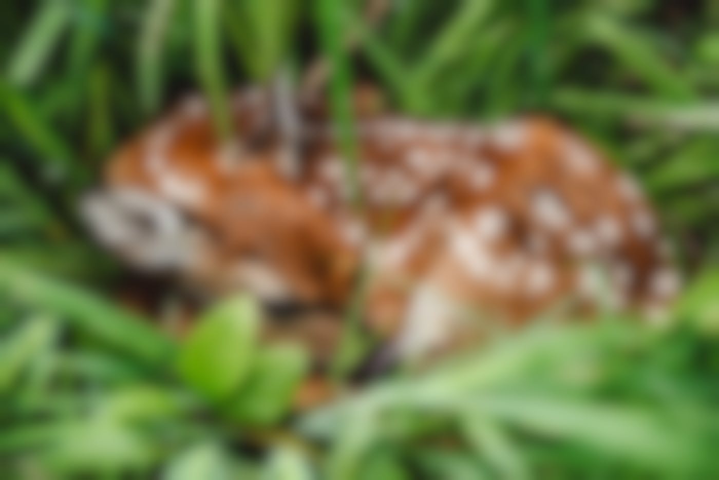 a fawn curled up in high grass