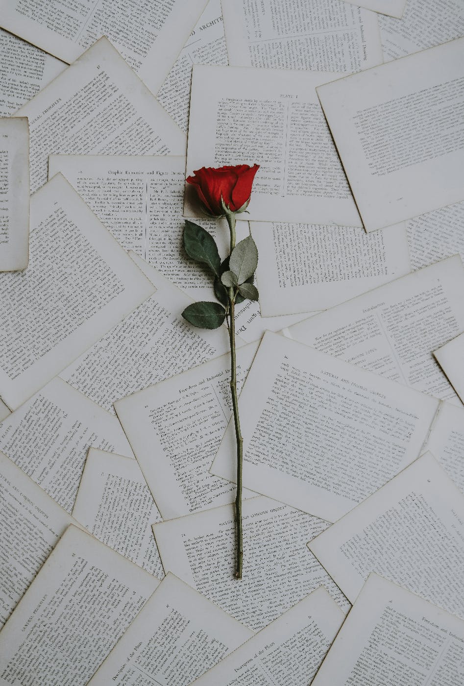 A single long stem red rose laying on hundreds of scattered sheets of pages from poems, plays and fiction.