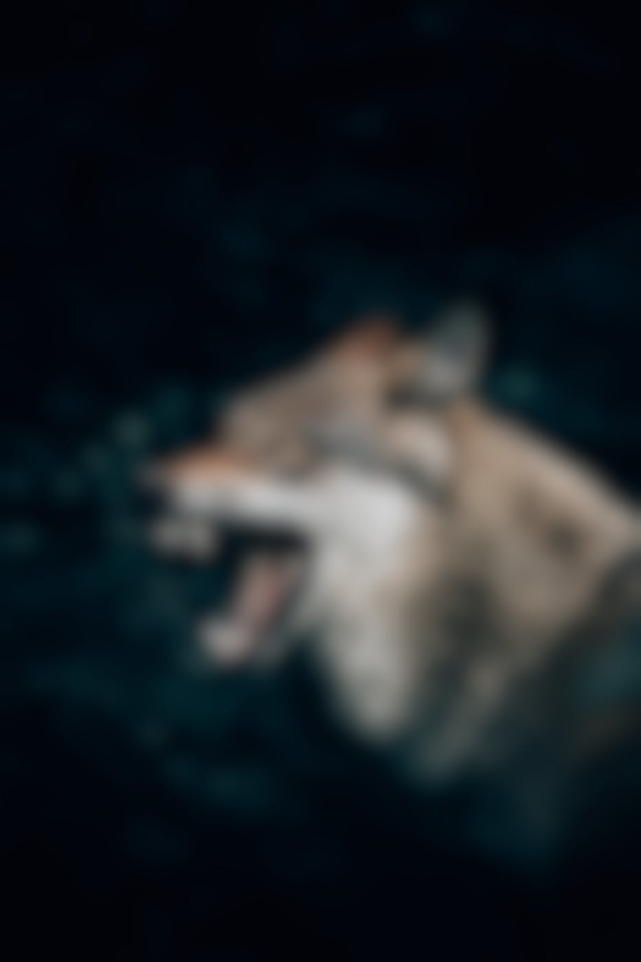 a wolf with teeth bared