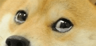sad dog eyes
