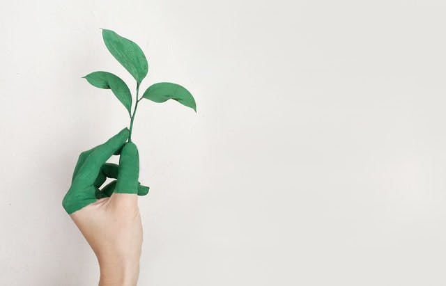 hand half painted green holding a budding plant