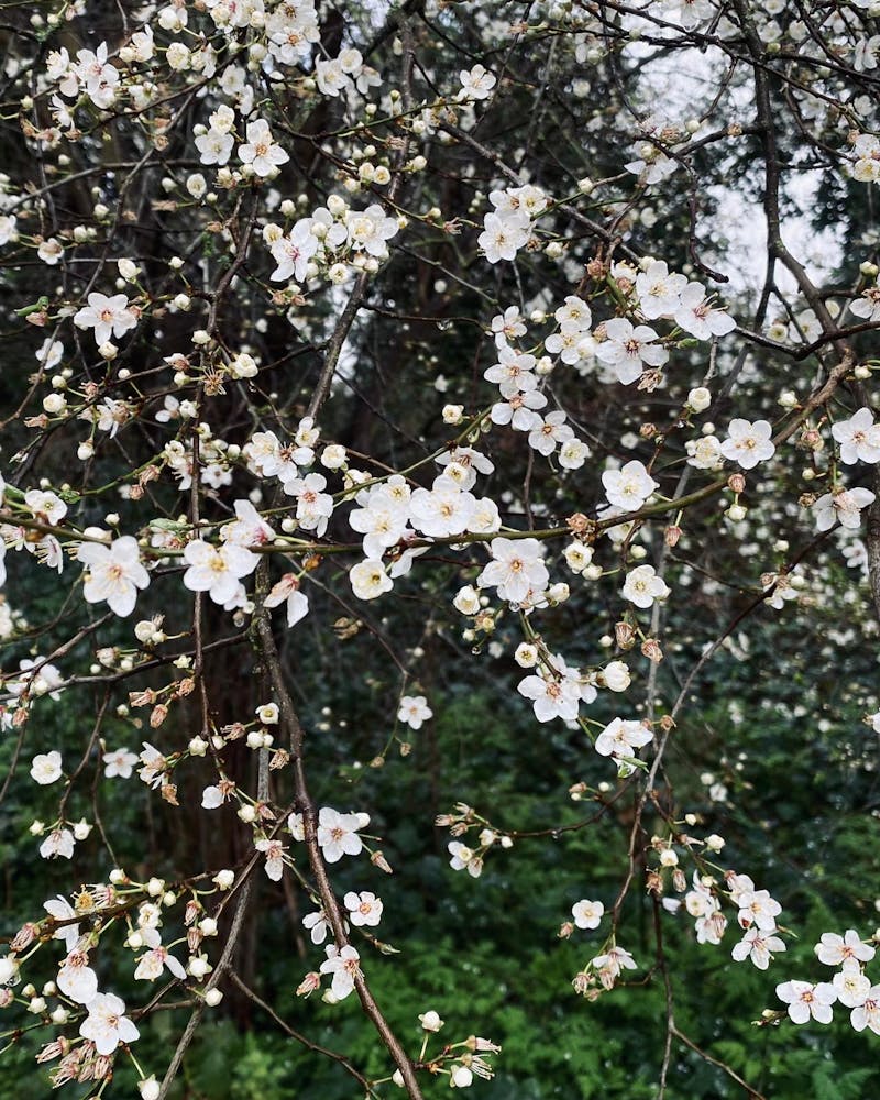 A tree or bush adorned with numerous small white blossoms. The branches are thin and delicate, covered densely with clusters of flowers and buds. Each flower has five petals and a yellow center. The background includes more branches with similar blossoms and a hint of green foliage, suggesting a lush, verdant environment. The overall scene conveys a sense of springtime and natural beauty.