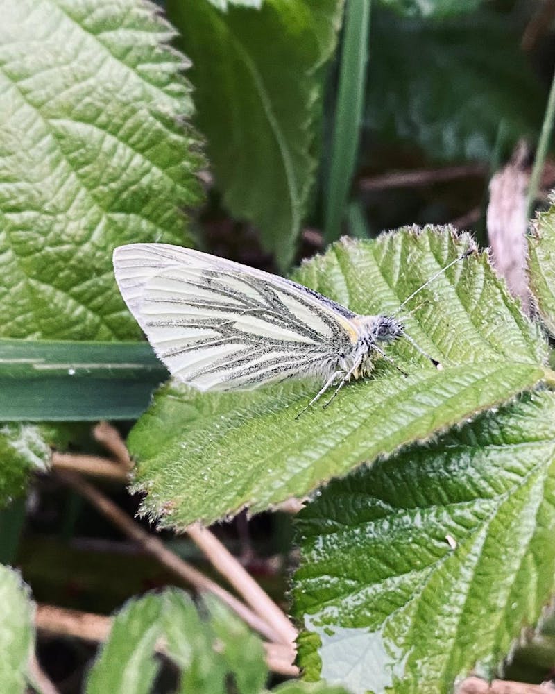 A small butterfly perched on a green leaf. The butterfly has white wings with delicate black veining patterns. The surrounding foliage consists of green leaves with visible veins and a slightly textured surface. The background is blurred, drawing focus to the butterfly and the leaf it rests on.