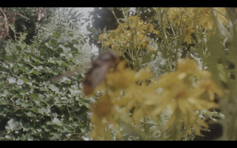 Analogue film still capturing a natural environment. In the foreground there are yellowish flowers, which are out of focus. The photo is focused on the background greenery. 