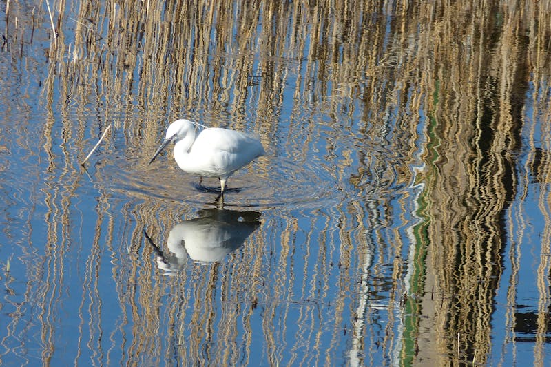 2nd place: Ursula Keene’s ‘Little Egret’. A small white Little Egret stands in calm water under a blue sky. Its dark beak points downward, and its reflection mirrors it perfectly. The lake’s surface ripples gently, distorting reflections of reeds and sky into abstract blue and gold lines around the bird.