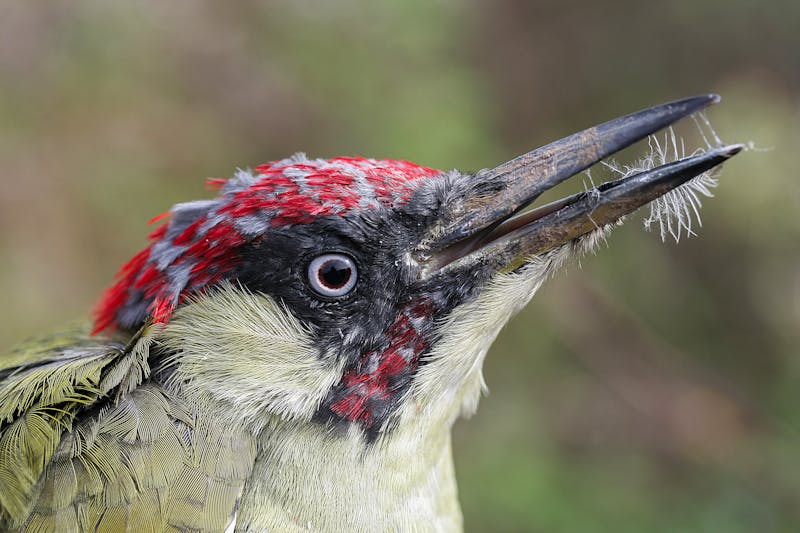 Close-up of a Eurasian Green Woodpecker’s head, showing its red and grey feathers dusted with frost and fine webbing. Its dark, slightly open beak points forward, and its pale eye stares directly at the camera against a soft, blurred background.
