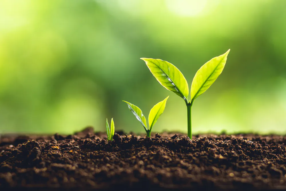 Green leaves growing out of soil