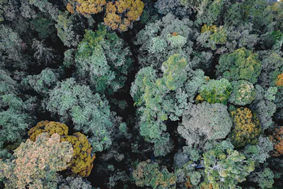 Green trees from aerial view