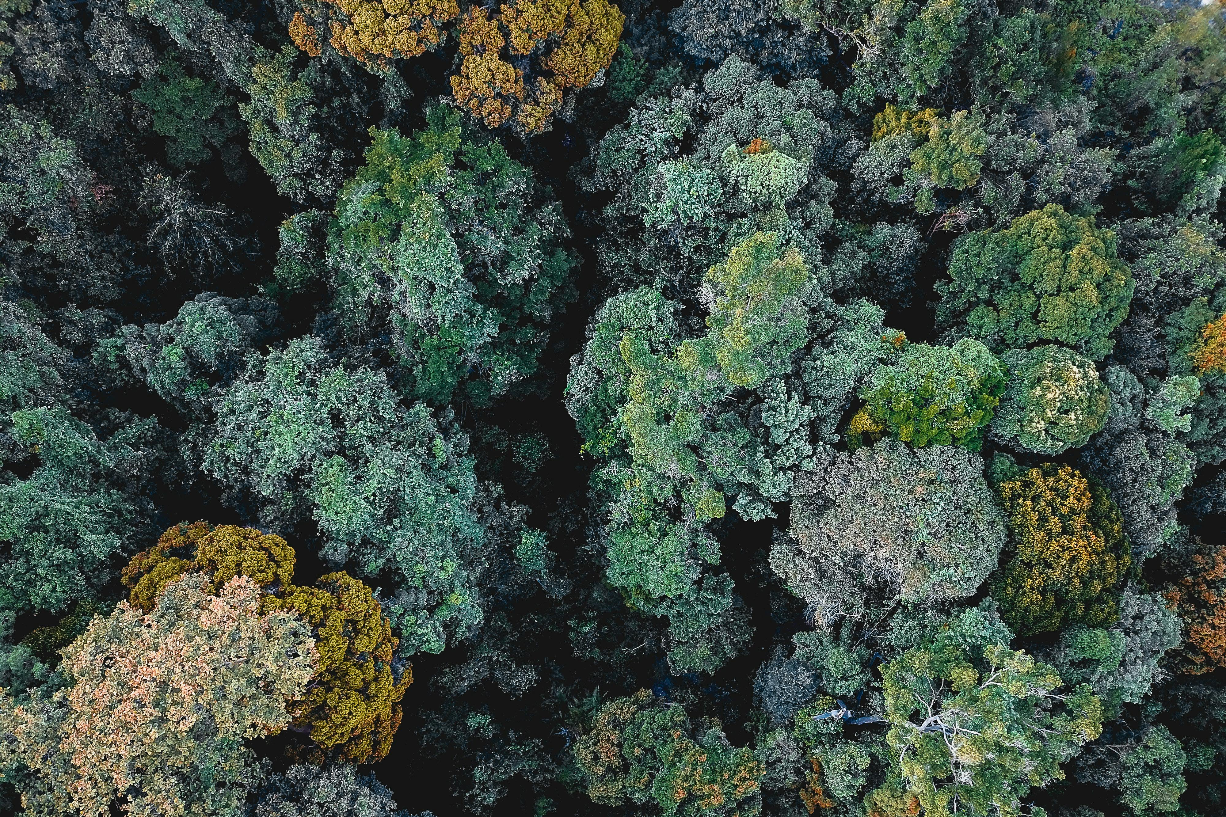 Green trees from aerial view