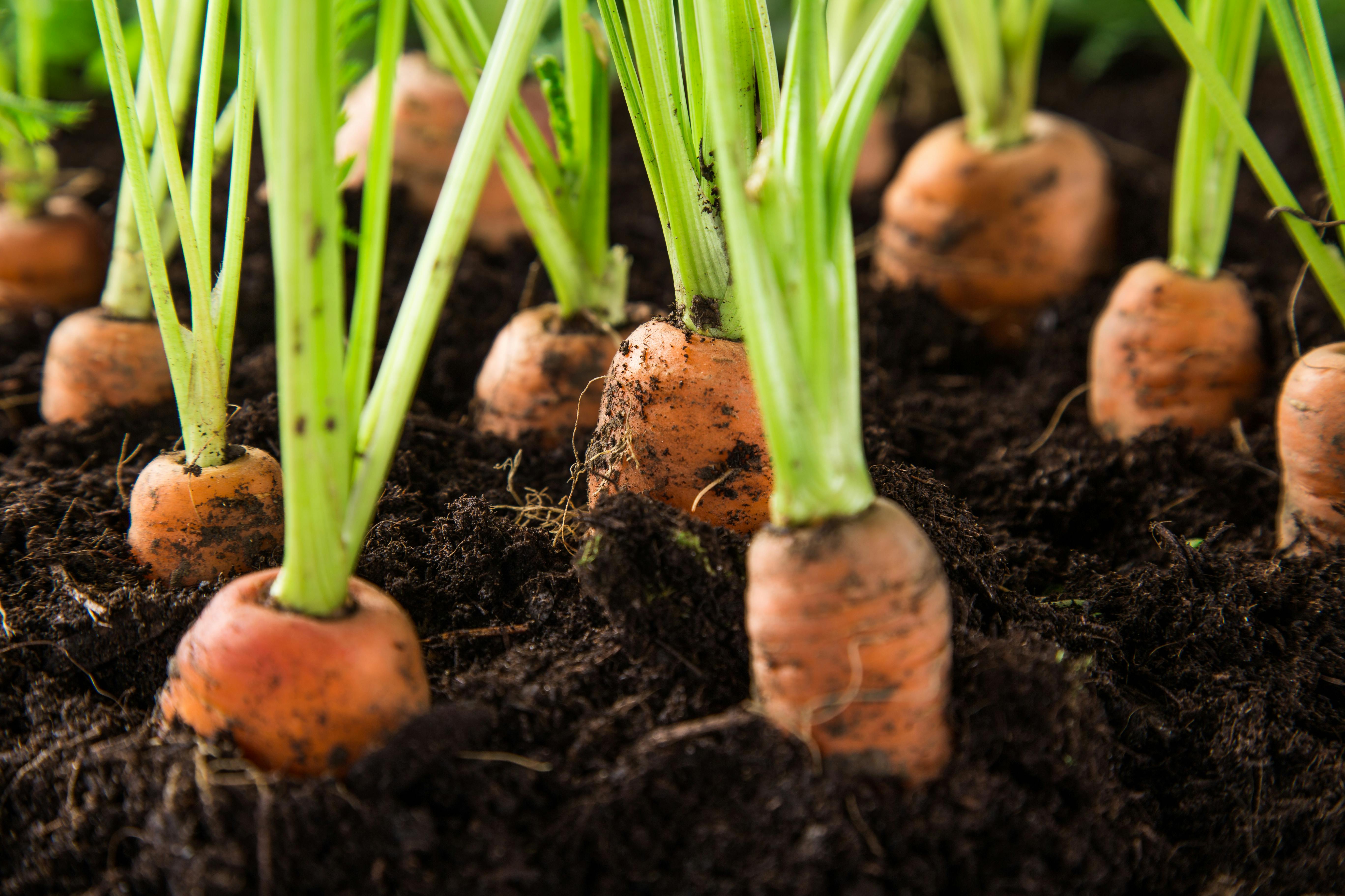 Carrots sprouting out of soil