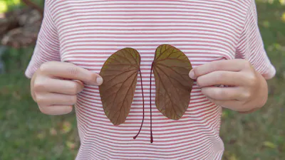 Hands holding kidney-shaped leaves