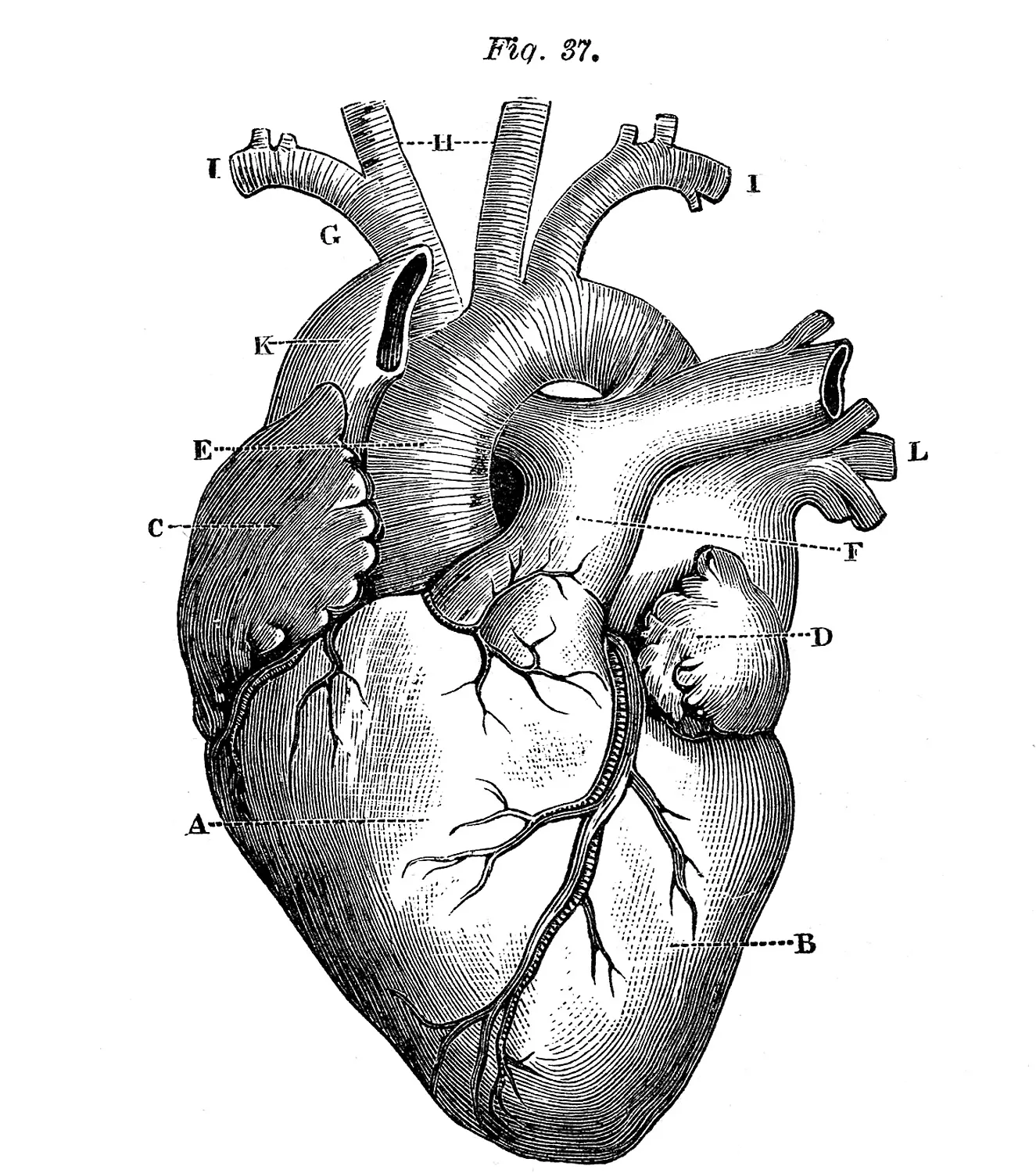 Anatomical illustration of a heart