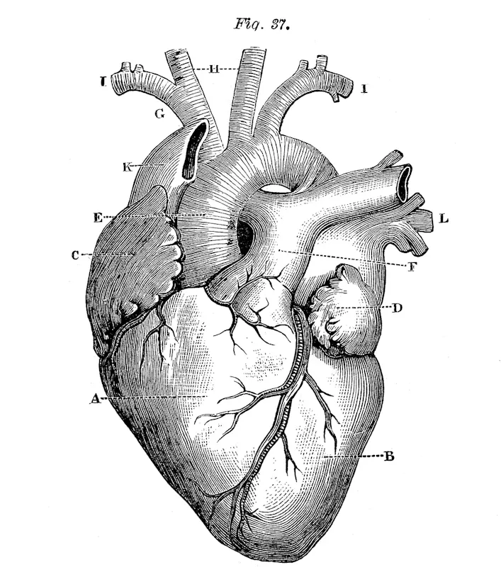 Anatomical illustration of a heart
