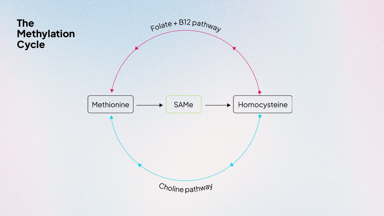 A visual representation of the DNA methylation cycle.