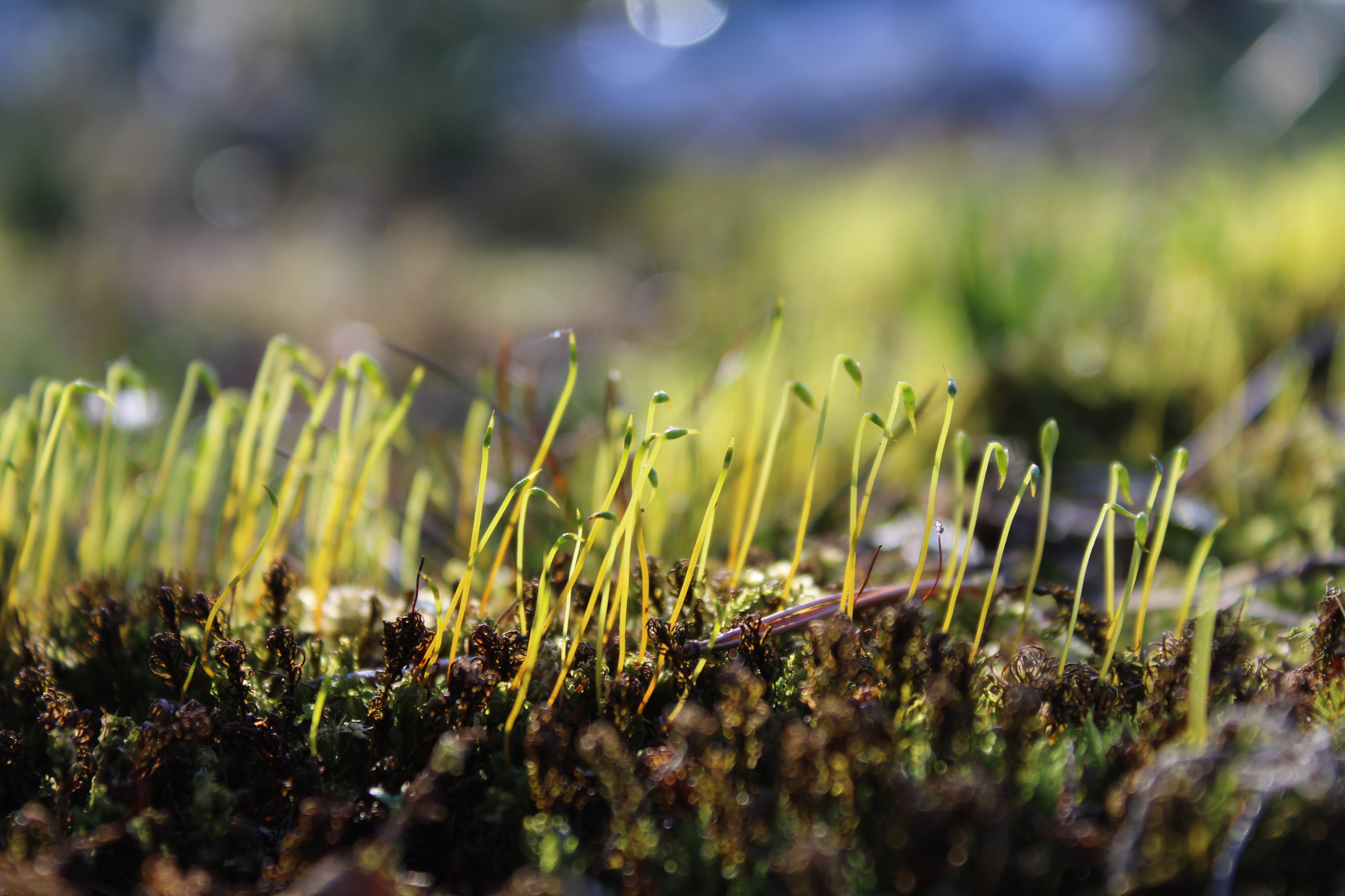 Sprouts growing in soil