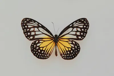 Thyroid butterfly-shaped gland
